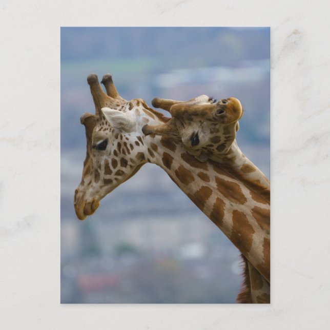 Giraffes nacke bashing vykort (Framsida)