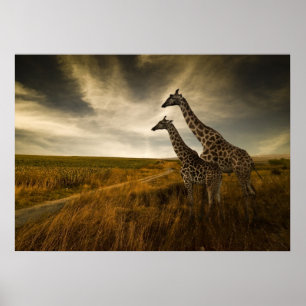 Giraffes och Landskapet Poster
