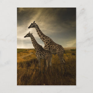 Giraffes och Landskapet Vykort