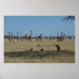 Giraffes och Lejon Poster