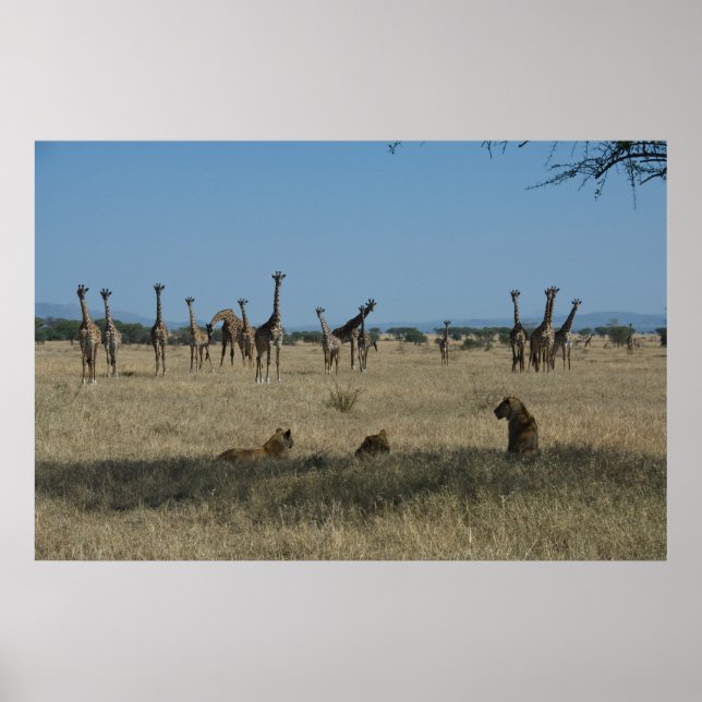 Giraffes och Lejon Poster (Framsidan)