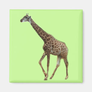 Giraffes och träd,长 颈 鹿. Fotografi av djurparker i Magnet