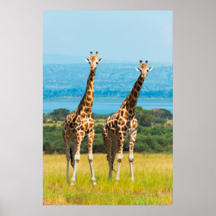 Giraffes on the Savanna, Uganda Poster