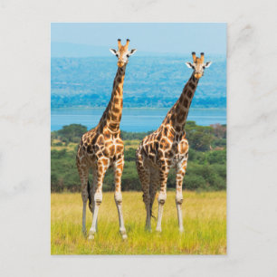 Giraffes on the Savanna, Uganda Vykort