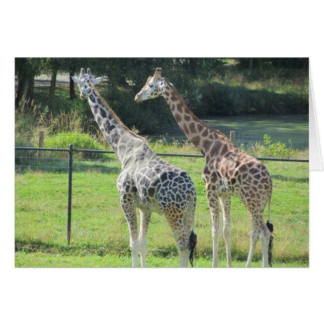 Giraffes par hälsningskort (Framsidan Horizontal)
