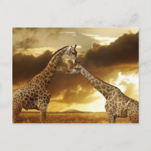 Giraffes par vykort