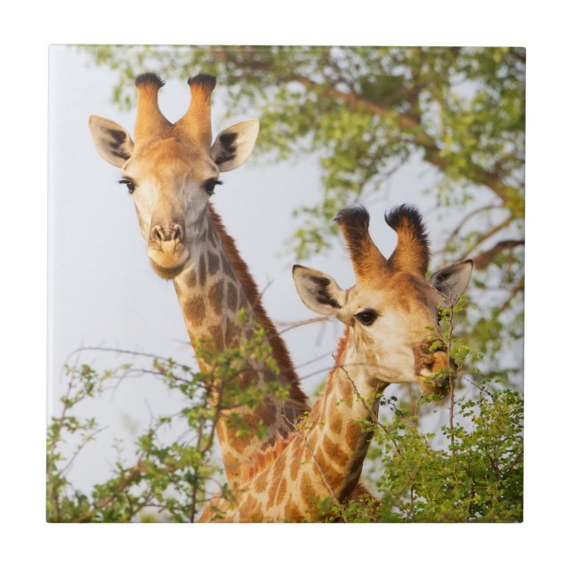 Giraffes Peeking ovan Vegetation Kakelplatta (Framsidan)