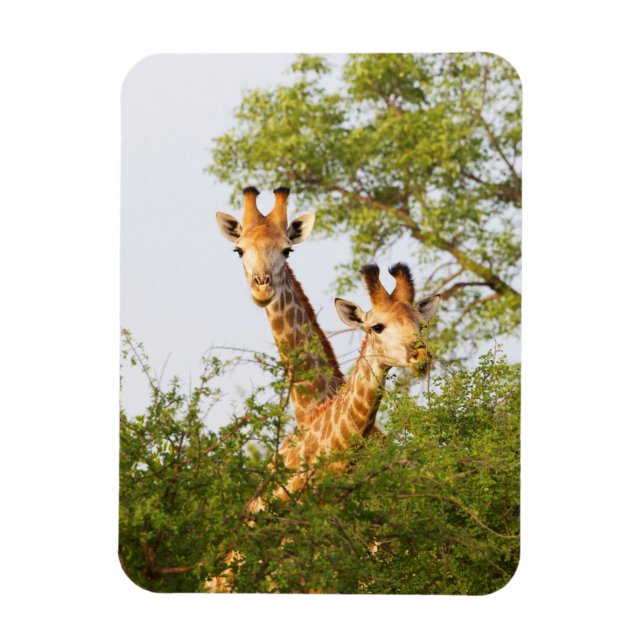 Giraffes Peeking ovan Vegetation Magnet (Vertikal)