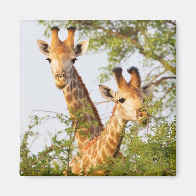 Giraffes Peeking ovan Vegetation Magnet (Framsidan)