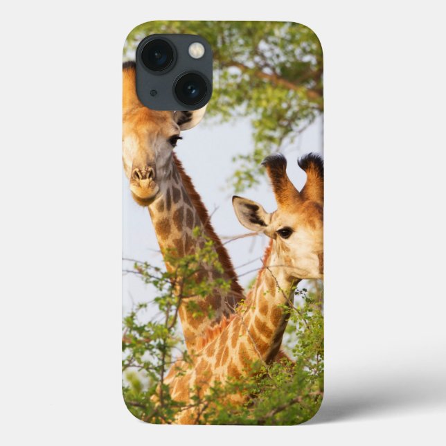 Giraffes peeking över vegetation (Baksida)