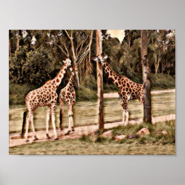 Giraffes Poster