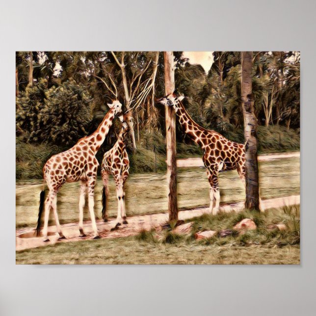 Giraffes Poster (Framsidan)