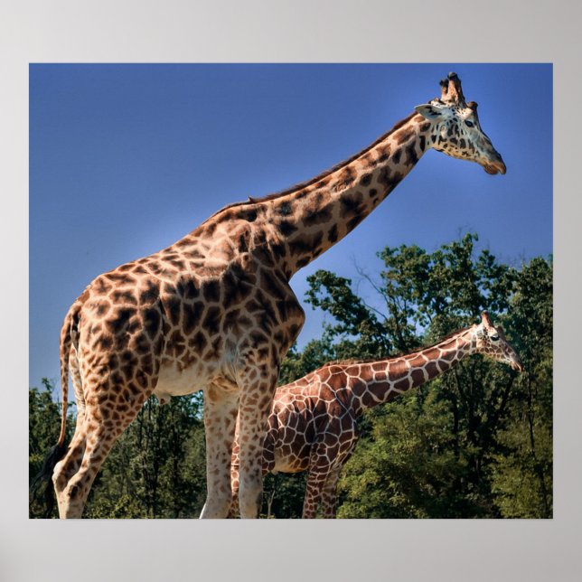 Giraffes Poster (Framsidan)