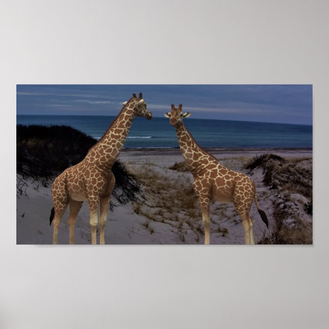 Giraffes Poster (Framsidan)