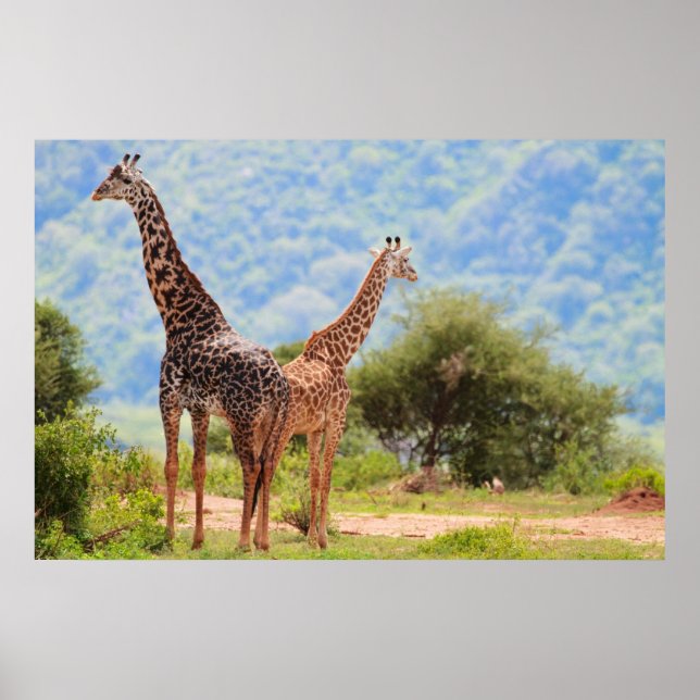 Giraffes Poster (Framsidan)