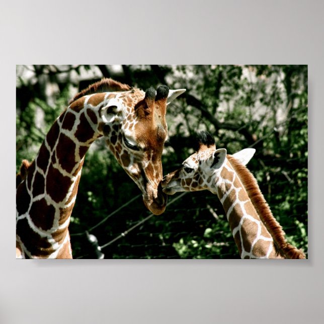 Giraffes Poster (Framsidan)