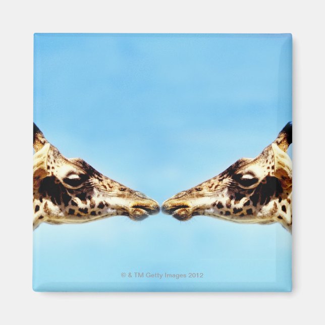 Giraffes touchnäs magnet (Framsidan)