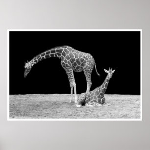 giraffes under afrikanskt himlar vid nattsvart vit poster