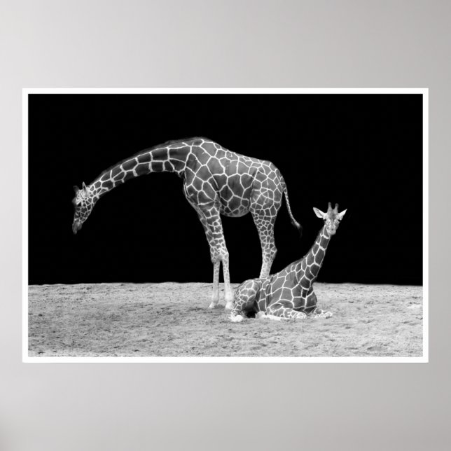 giraffes under afrikanskt himlar vid nattsvart vit poster (Framsidan)