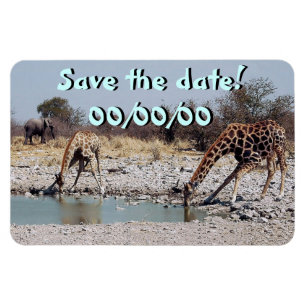 Giraffes vid vattnen Hål Magnet