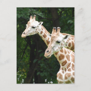 Giraffes vycard-par vykort