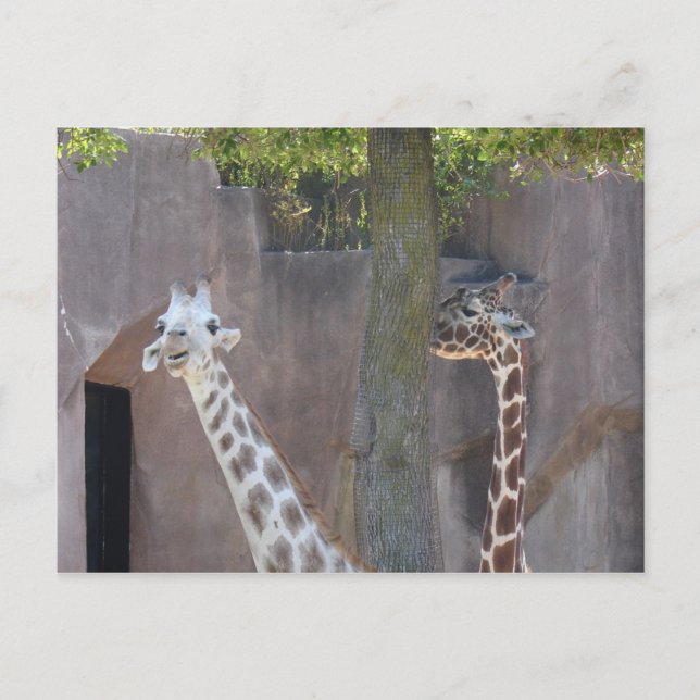 Giraffes vycard vykort (Framsida)