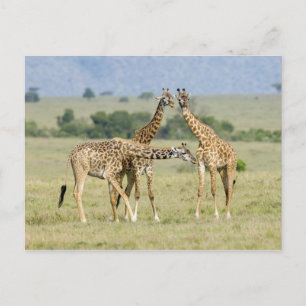 Giraffes Vykort