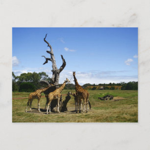 Giraffes Vykort