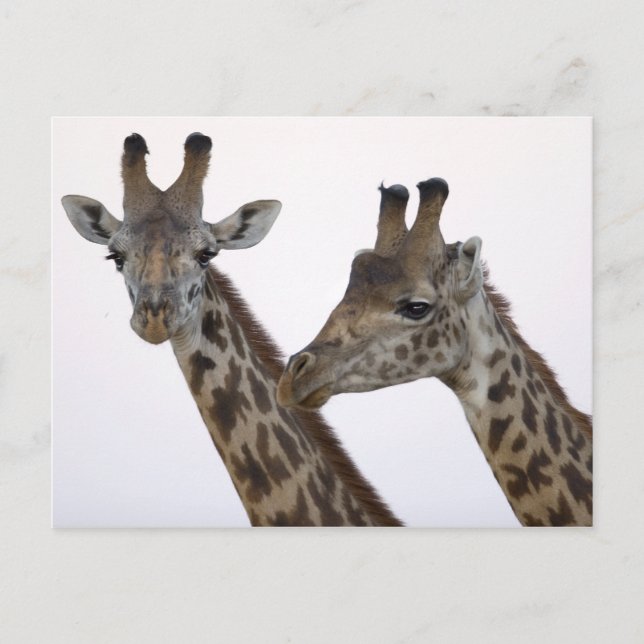 Giraffes Vykort (Framsida)