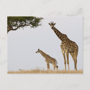 Giraffes Vykort