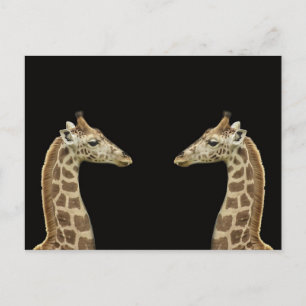 Giraffes Vykort