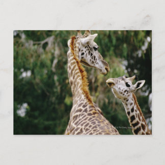 Giraffes Vykort