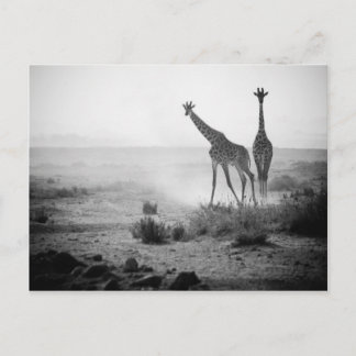 Giraffes Vykort