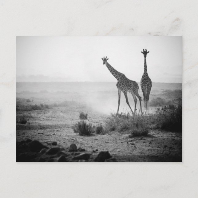 Giraffes Vykort (Framsida)