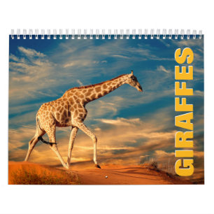 Giraffes Wall Calendar Kalender