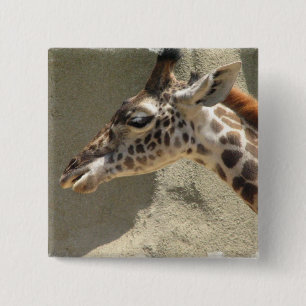 Giraffet klämmer fast knapp