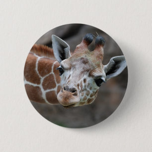 Giraffet knäppas knapp