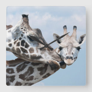 Giraffet kysser henne kalven fyrkantig klocka