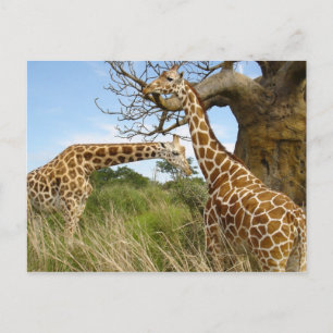 Giraffet parar vykort