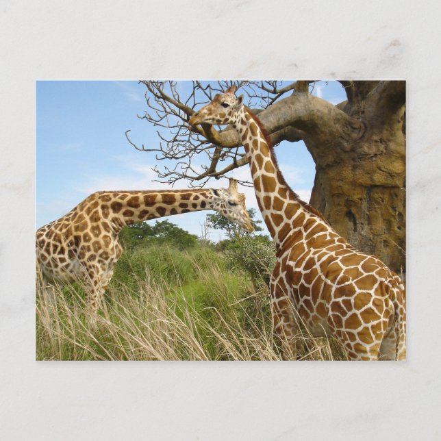 Giraffet parar vykort (Framsida)