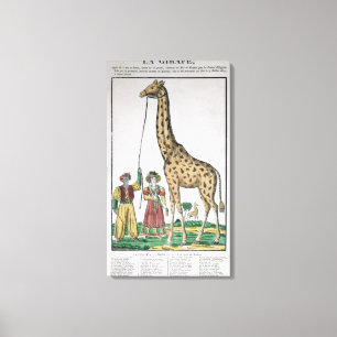 Giraffet som framläggas för att göra till kung canvastryck