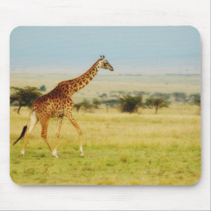 Giraffet som går Masai Mara, plattar till Kenya Musmatta