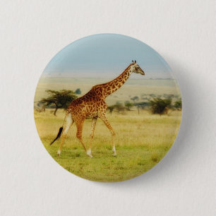 Giraffet som går MasaiMara slättar, Kenya knäpp Knapp