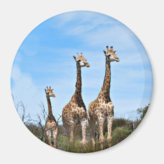 Girafffamilj på gräsbevuxen kulle magnet