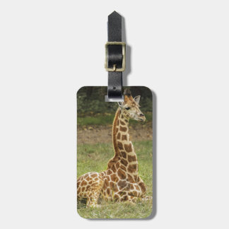 Girafffoto Bagagebricka