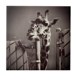 Girafffoto - Vintage Stil Kakelplatta