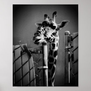 Girafffoto - Vintage Stil Poster