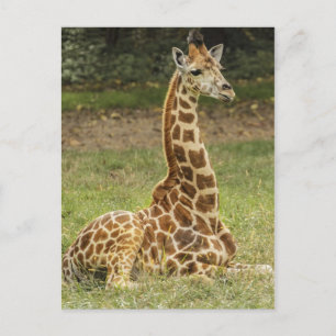 Girafffoto Vykort