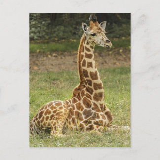Girafffoto Vykort