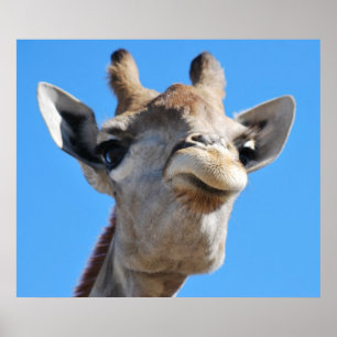 Girafffotografi profilerar poster
